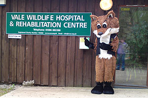 The Vale Wildlife Hospital and Rehabilitation Centre Fox